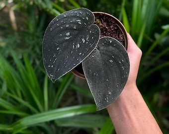 その他観葉植物 scindapsus prabu Scindapsus Exotica Prabu | P-Leaves' POP