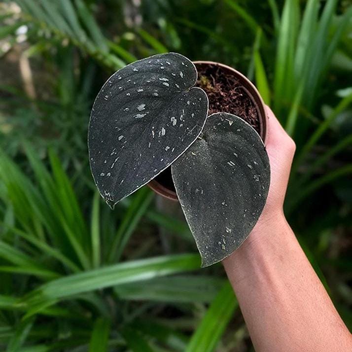 SCOSHA silver 925 オープンカフ バングル ブラックダイヤモンド Scindapsus Silver Dark Form Live Exotic Tropical Foliage Plant