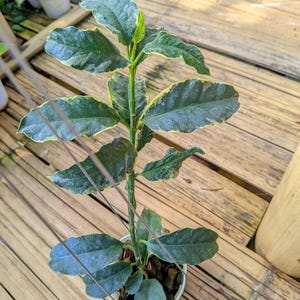 ホヤ・マルチフローラ・アルボ ライブエキゾチカ 熱帯植物 屋内屋外 お手入れ簡単 キョウチクトウ科