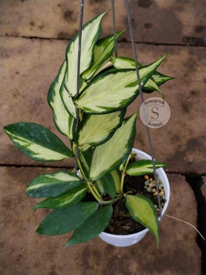 Hoya polyneura - Etsy 日本