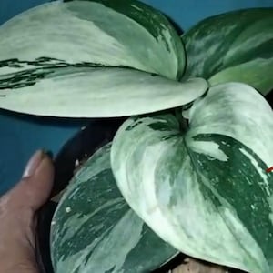 その他観葉植物 scindapsus nebula mint スキンダプサス ネビュラ / Scindapsus Nebula (2) – Nakayama-Plants