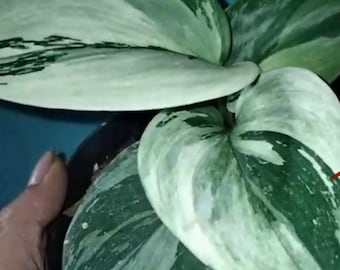 Scindapsus Treubii Moonlight Albo Round Live Exotic Tropical Foliage Plant Indoor Outdoor Easy Care Aroid