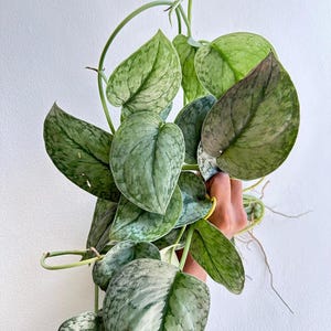 Scindapsus Silver Cloud Live Exotic Tropical Foliage Plant Indoor Outdoor Easy Care Aroid