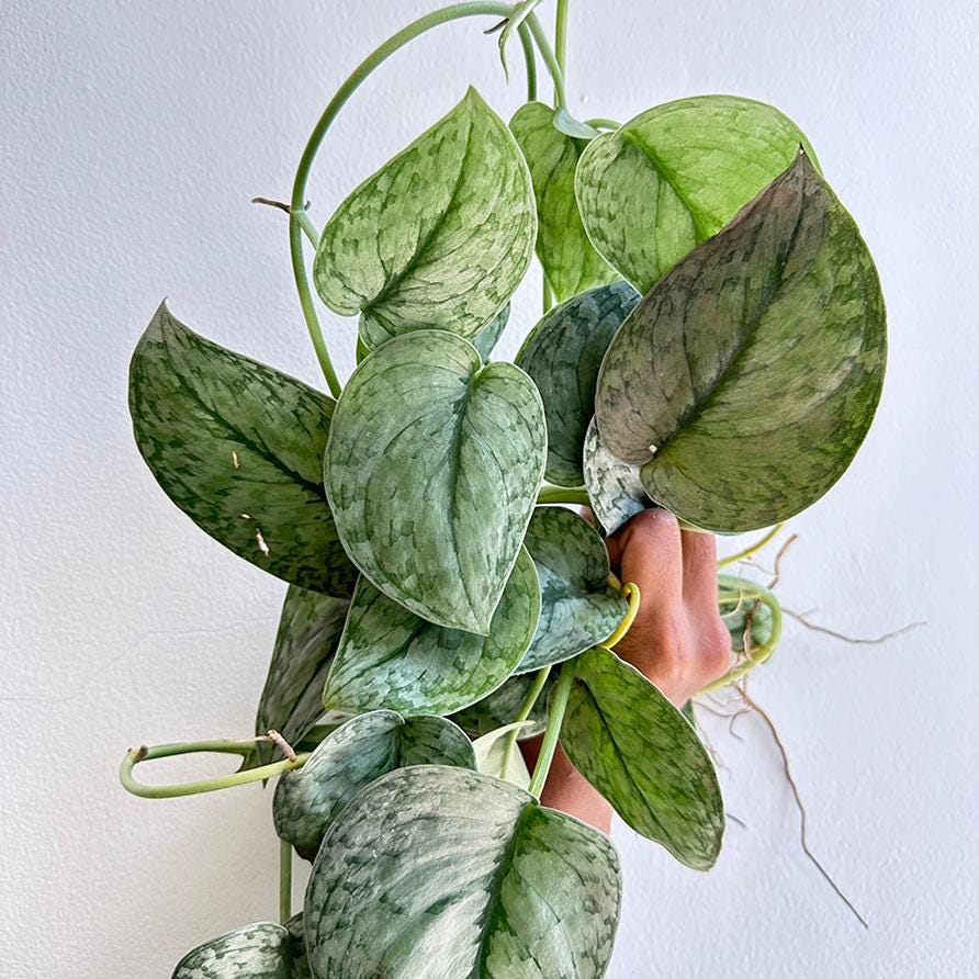 Scindapsus Silver Cloud - Etsy Scindapsus Silver Cloud - Etsy