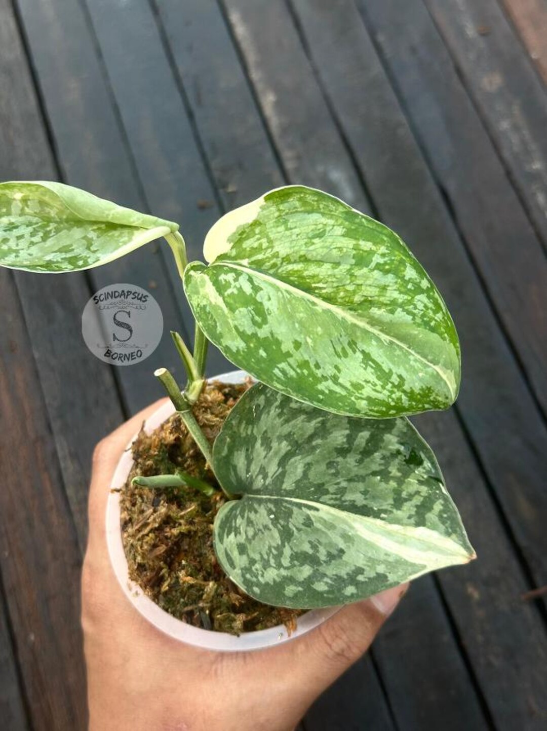 Scindapsus Silver Tiger Live Exotic Tropical Foliage Plant Indoor