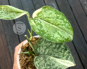 Scindapsus Matcha (maharlika); Green on Green - Exact Plant; US