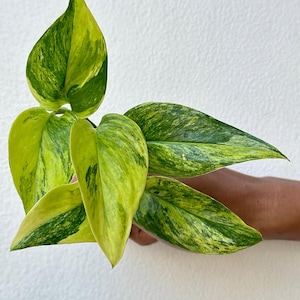 Scindapsus Treubii Aurea plante à feuillage tropical exotique vivant panaché intérieur extérieur facile d&#39;entretien unique aroïde