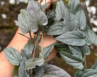 Piper Sp. Papua - Etsy