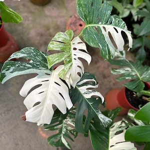 希少なモンステラ エレクトロライト（トッププラント） - Etsy 日本