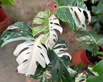 希少なモンステラ エレクトロライト（トッププラント） - Etsy 日本