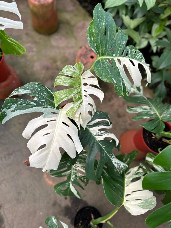 Monstera Borsigiana AlboLive Exotic Tropical Foliage Plant Indoor Outdoor Easy Care Aroid