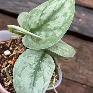 Scindapsus Sp Banyumas Live Exotic Tropical Foliage Plant Easy Care Araceae