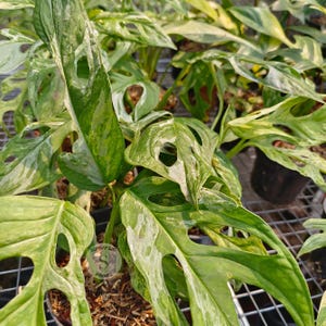 Monstera Adansonii Mint Live Exotic Tropical Foliage Plant Indoor Outdoor Easy Care