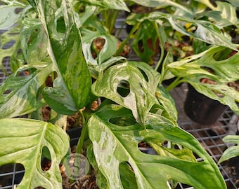 red anderson philodendron Philodendron Red Anderson variegated TC Plantlet Grower's Choice *In Stock* main image 1