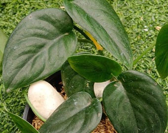 Scindapsus Treubi Monlight Black Live Exotic Tropical Foliage Plant Indoor Outdoor Easy Care Aroid