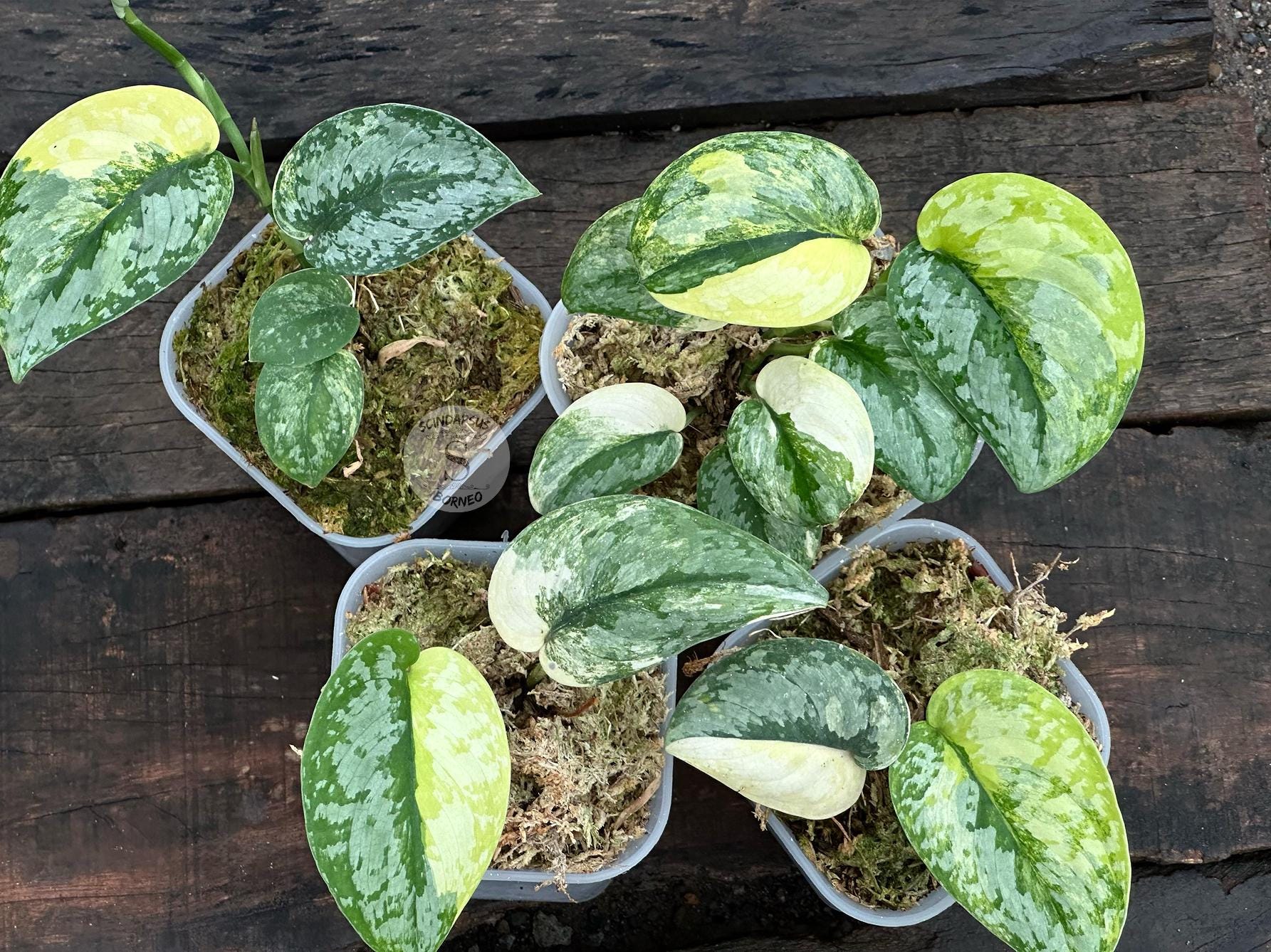 Scindapsus Sarawa 斑入り 観葉植物 Scindapsus Sarawa 斑入り 観葉