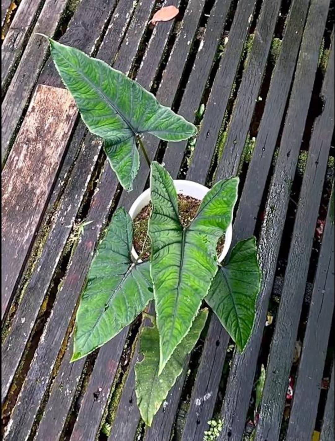Alokasia Olani Bluedru Live Exotic Tropical Foliage Plant Indoor