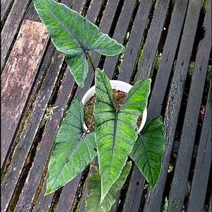 希少 アロカシア ネブラ アルボ アロカシア・ネブラ？それともアロカシア・レギネ？ : r/alocasia