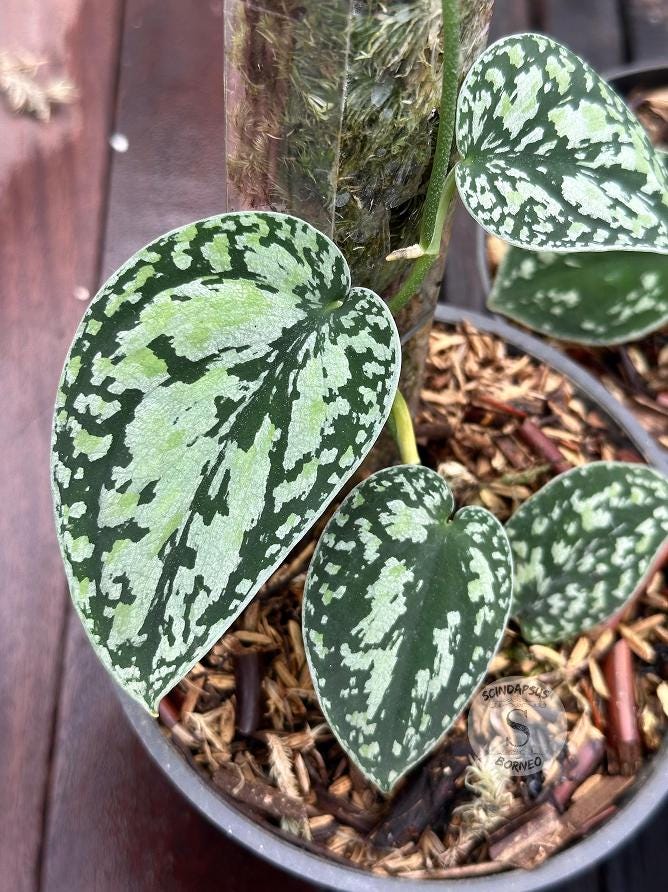Scindapsus Dark Tricolor Rare Live Exotic Tropical Foliage Plant