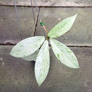 ホヤ・ツァンギ・アルボマルギナータ 生きたエキゾチカ熱帯植物 屋内屋外 手入れ簡単 キョウチクトウ科