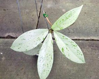 Hoya tsangii albomarginata plante tropicale exotique vivante d&#39;intérieur extérieur facile d&#39;entretien Apocynaceae