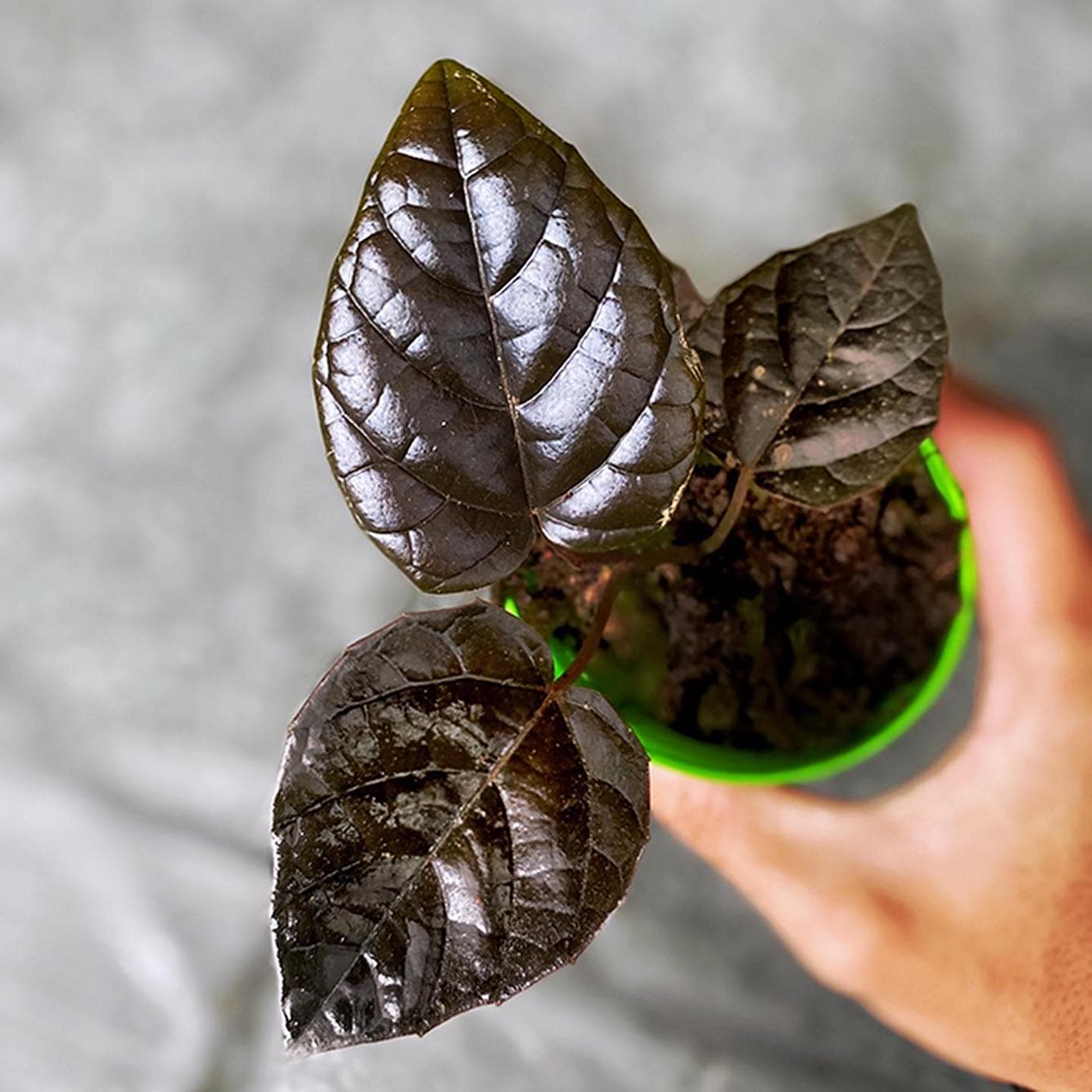 Piper Black Live Exotic Tropical Foliage Plant Indoor Outdoor Easy Care Piperaceae