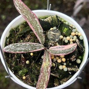 Hoya sigillatis - Etsy 日本