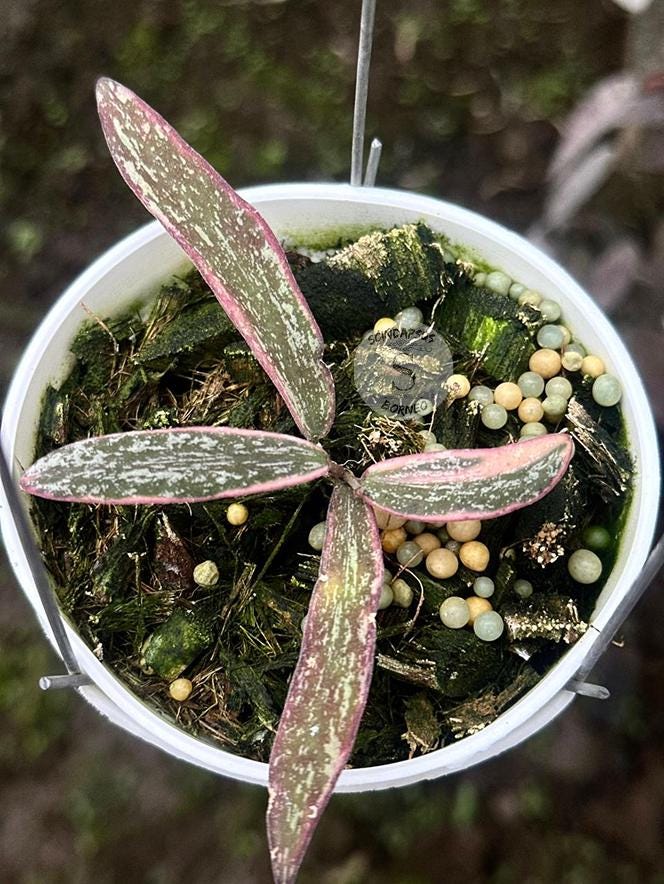 Hoya sigillatis - Etsy 日本