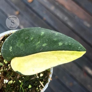 Scindapsus No Id Live Exotic Tropical Foliage Plant Indoor Outdoor Easy Care Aroid