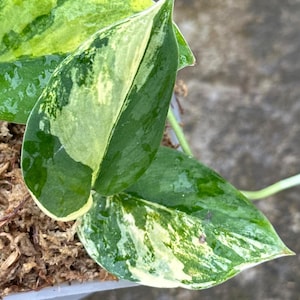 Scindapsus Silver Knight No Id Variegated Rare Live Exotic Tropical Foliage Plant Indoor Outdoor Easy Care Unique Aroid