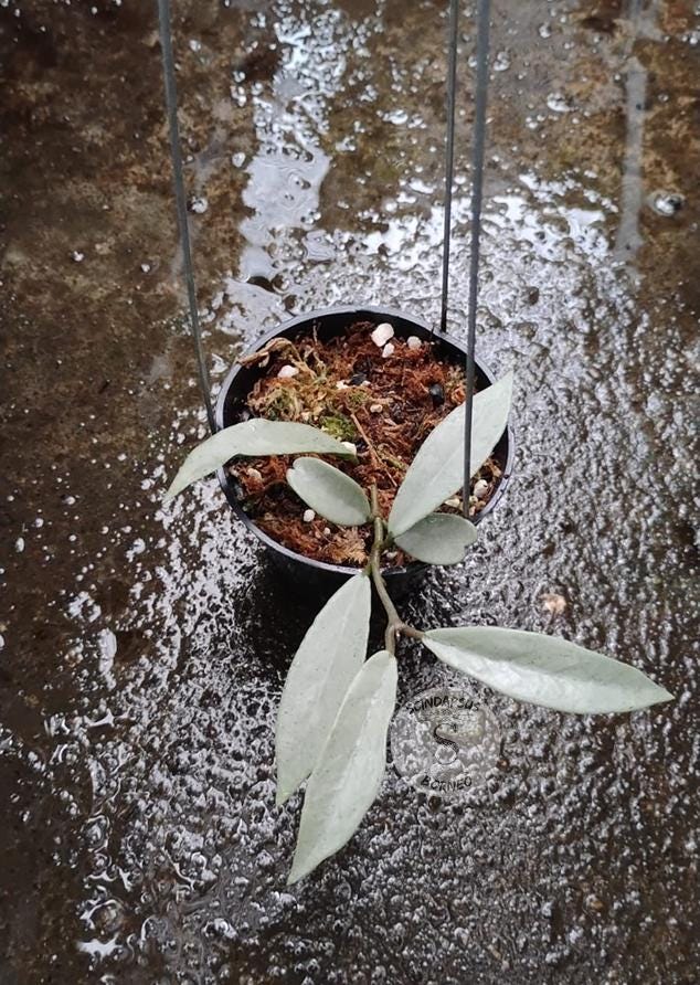 Hoya wilbur graves - Etsy 日本