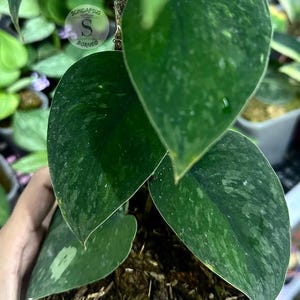 Scindapsus Raven Live Exotic Tropical Foliage Plant Indoor Outdoor Easy Care Aroid
