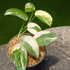 Scindapsus jade satiné albo plante panachée exotique vivante à feuillage tropical intérieur extérieur facile d&#39;entretien unique aroïde