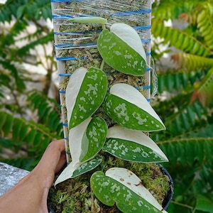 Scindapsus pictus argyraeus - Etsy 日本