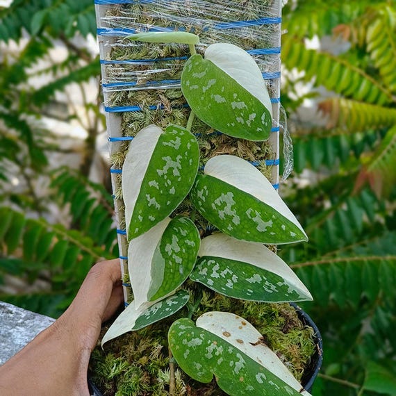 Scindapsus Pictus Argyraeus Albo Variegated Live Rare Exotic