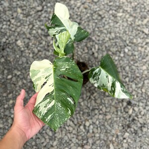 May include: A variegated Monstera plant with large, split leaves. The leaves display a mix of green and creamy white variegation. The plant is potted and ready for planting. The image is taken from a high angle.