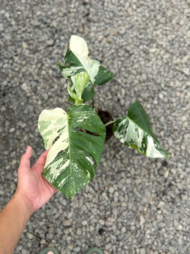 May include: A variegated Monstera plant with large, split leaves. The leaves display a mix of green and creamy white variegation. The plant is potted and ready for planting. The image is taken from a high angle.