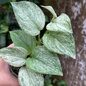 Scindapsus Treubii Star Live Exotic Tropical Foliage Plant Indoor Outdoor Easy Care Unique Aroid