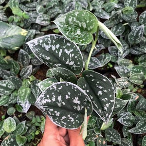 Scindapsus Silvery Anne Live Exotic Tropical Foliage Plant Indoor Outdoor Easy Care Aroid