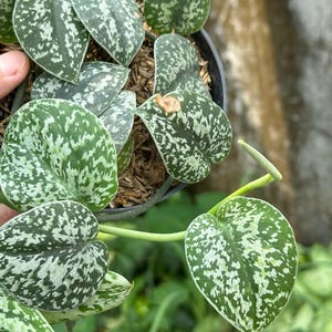 Scindapsus Tricolor Silver Platinum - Best Selected Rare Live Exotic Tropical Foliage Plant Indoor Outdoor Easy Care Aroid