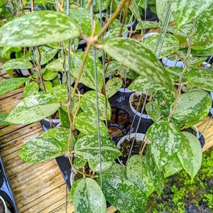 ホヤ KSB 08 シルバー ライブエキゾチカ 熱帯植物 屋内屋外 お手入れ簡単 キョウチクトウ科