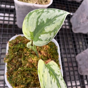 Scindapsus Yupa Variegated Rare Live Tropical Exotic Foliage Plant Easy Care Araceae