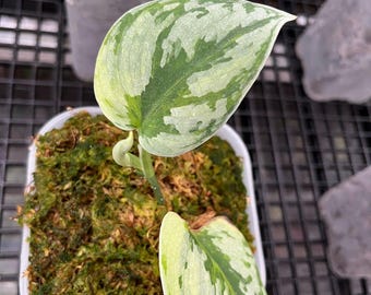 Scindapsus Yupa Variegated Rare Live Tropical Exotic Foliage Plant Easy Care Araceae