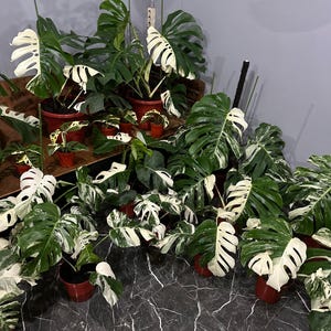 May include: A collection of potted Monstera plants with variegated leaves. The leaves display a mix of green and white, with some leaves predominantly white. The plants are in red pots, creating a contrast against the dark surface.