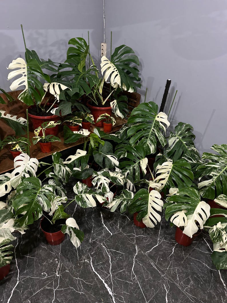 May include: A collection of potted Monstera plants with variegated leaves. The leaves display a mix of green and white, with some leaves predominantly white. The plants are in red pots, creating a contrast against the dark surface.