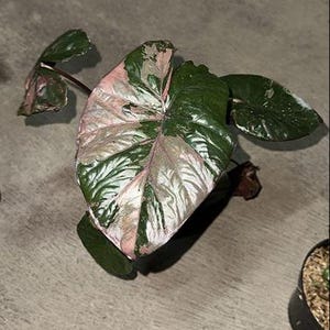 Alocasia yucatan princess - Etsy 日本
