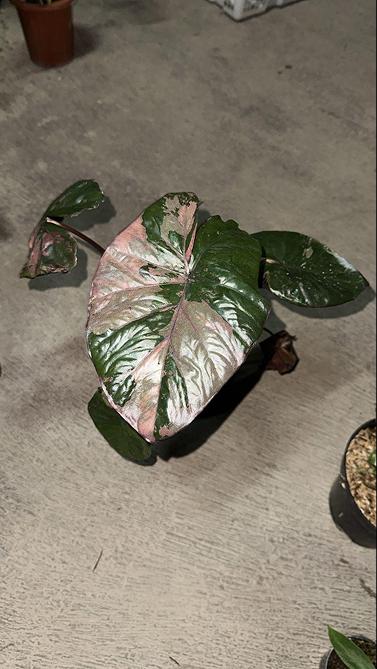 レア】 アロカシア ユカタンプリンセス ピンク斑入 斑入り Alocasia