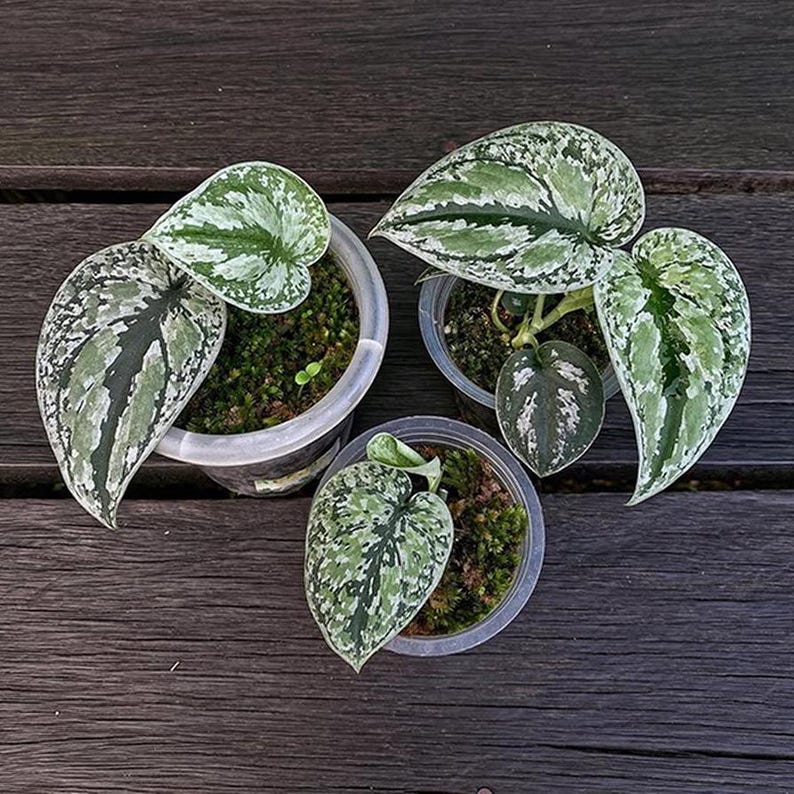 ScindapsusBorneo Scindapsus Tricollor - Thumbnail 2