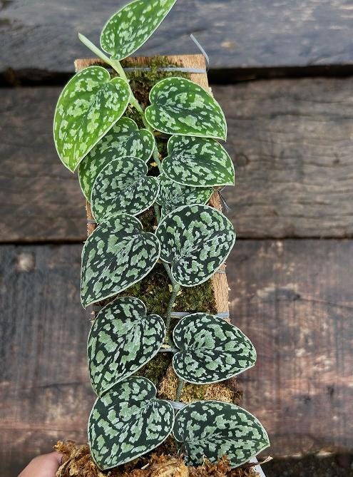 Scindapsus borneo - Etsy 日本