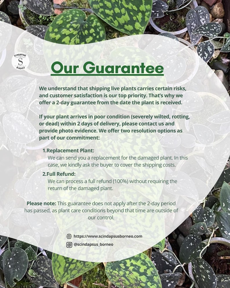 May include: An image featuring the text "Our Guarantee" over a background of green and silver plants. The guarantee covers plant condition within two days of delivery, offering replacement or full refund options. Contact information is provided.